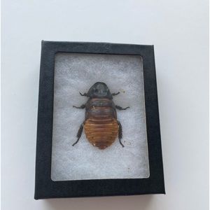 Madagascar Hissing Cockroach